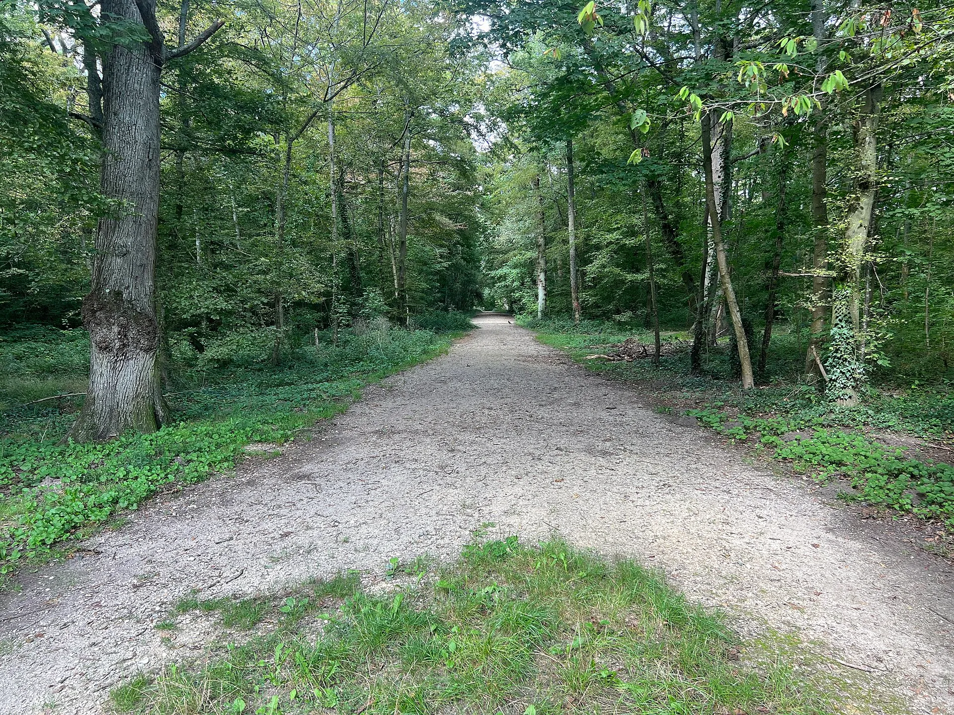 Chemin forestier en forêt de Meudon